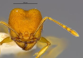 Media type: image;   Entomology 34403 Aspect: head frontal view